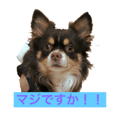 [LINEスタンプ] チャー君です