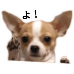 [LINEスタンプ] ちわわ部