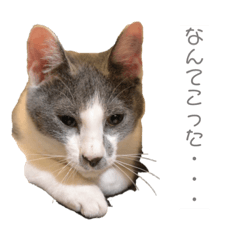 [LINEスタンプ] 猫の小歌（コウタ）