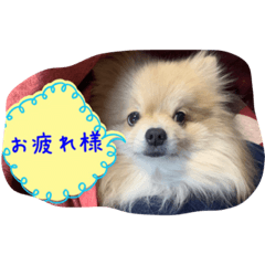 [LINEスタンプ] ウル君日常②
