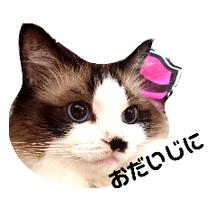 [LINEスタンプ] ラグドールのライムさん