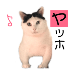 [LINEスタンプ] 狛猫ラッキーのラッコカルタでアソビマショ