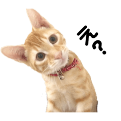 [LINEスタンプ] リブのお返事スタンプ
