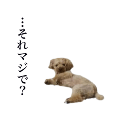 [LINEスタンプ] わがやのプードル