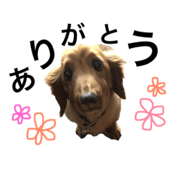 [LINEスタンプ] ダックスのシナモン