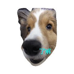 [LINEスタンプ] ピッピさん