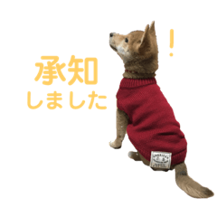 [LINEスタンプ] 柴犬こまさんスタンプ