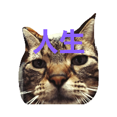 [LINEスタンプ] ねこねこエブリディ2