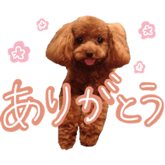 [LINEスタンプ] ティーカッププードルのランです＊