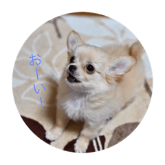 [LINEスタンプ] クー＆ミーオリジナルスタンプ