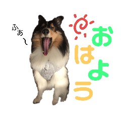 [LINEスタンプ] シェルティのルル