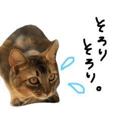 [LINEスタンプ] 渡る世間は猫ばっかり。