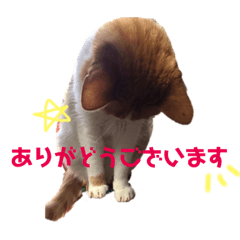 [LINEスタンプ] 山本ミーちゃんスタンプ