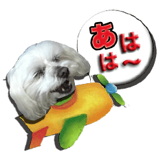 [LINEスタンプ] マルチーズのモンドです。