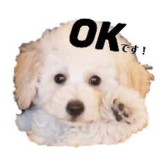 [LINEスタンプ] トイプーの藤丸さん