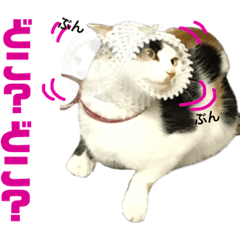 [LINEスタンプ] 思わず使いたくなる猫ねこスタンプ2