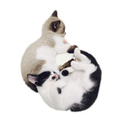 [LINEスタンプ] じじ と ぶぶ