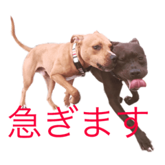 [LINEスタンプ] バルコナLIFE会話編