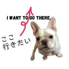 [LINEスタンプ] フレンチブルドッグ 5