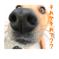 [LINEスタンプ] ここあ日和