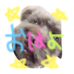 [LINEスタンプ] RikiReo