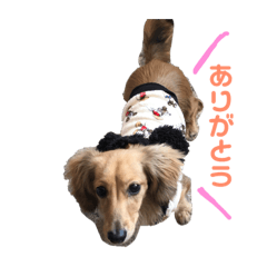 [LINEスタンプ] むぎのいる生活