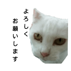 [LINEスタンプ] うちの猫の日常(実写版)敬語編