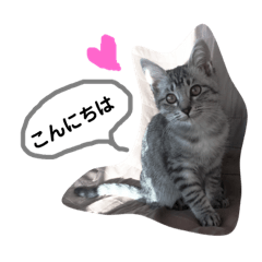 [LINEスタンプ] さばとら「こな」の日常会話2