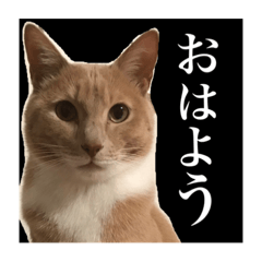 [LINEスタンプ] 猫のチョコ君①