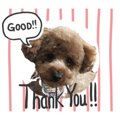 [LINEスタンプ] キラたんの日常会話☆