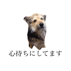 [LINEスタンプ] ぶさかわ犬むく ver.2