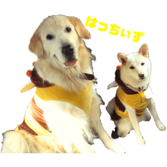 [LINEスタンプ] ゴールデンと芝犬のきなことうめこ