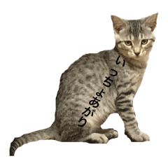 [LINEスタンプ] ねこのスタンプな