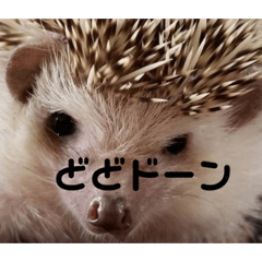 [LINEスタンプ] ハリネズミのちびちゃん
