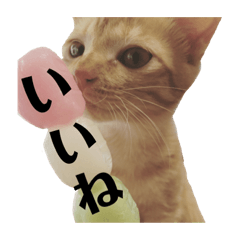 [LINEスタンプ] 茶トラ猫 coco 2