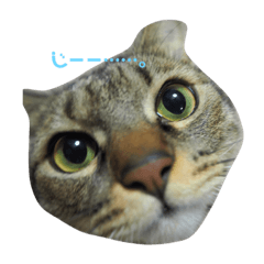 [LINEスタンプ] 犬猫大家族