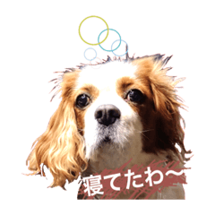 [LINEスタンプ] 茶々婆ちゃん＆UGO-4  家族の伝言