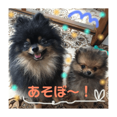 [LINEスタンプ] ポメラニアンの太助・太愛 