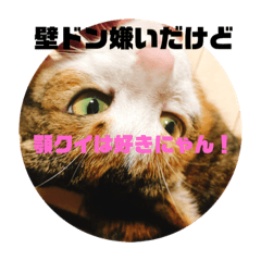 [LINEスタンプ] リアル猫スタンプ2