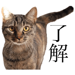 [LINEスタンプ] たろまろはく 