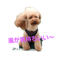 [LINEスタンプ] トイプー4わん日常スタンプ 
