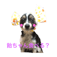 [LINEスタンプ] パピチワちゃん❤️ 