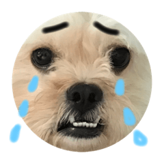 めご