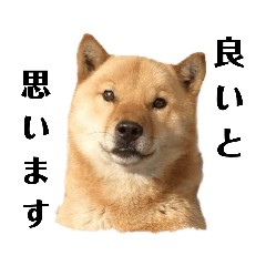 [LINEスタンプ] 北海道犬 泰三 