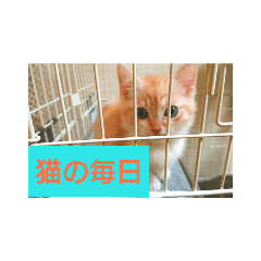 [LINEスタンプ] 猫の毎日 Every of the cat