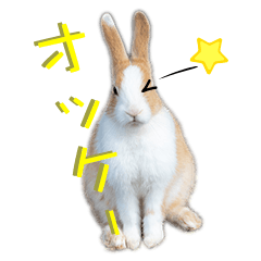 [LINEスタンプ] うさぎちゃんたちの日常 fetchpriority=high