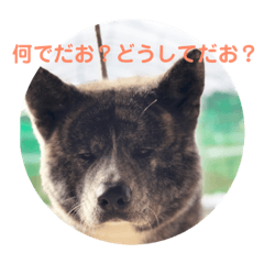 [LINEスタンプ] 秋田犬 きなとらPART4