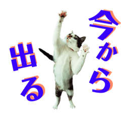 [LINEスタンプ] 全猫のリーダー -HANAPOCHI-