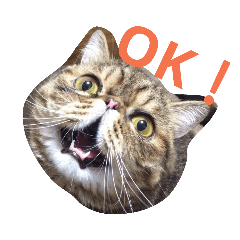 [LINEスタンプ] ドラネコドラポポ