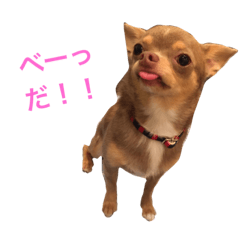 [LINEスタンプ] チワワのラルフ